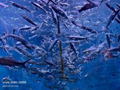 -成都浩海立方海洋公园