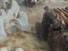 -海南热带野生动植物园