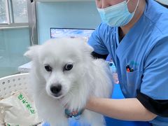 -瑞派申生动物医院·24H夜诊·国际动物医疗中心·骨外科(吴中路店)