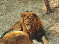 -北京野生动物园