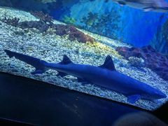 -海合安武汉极地海洋公园
