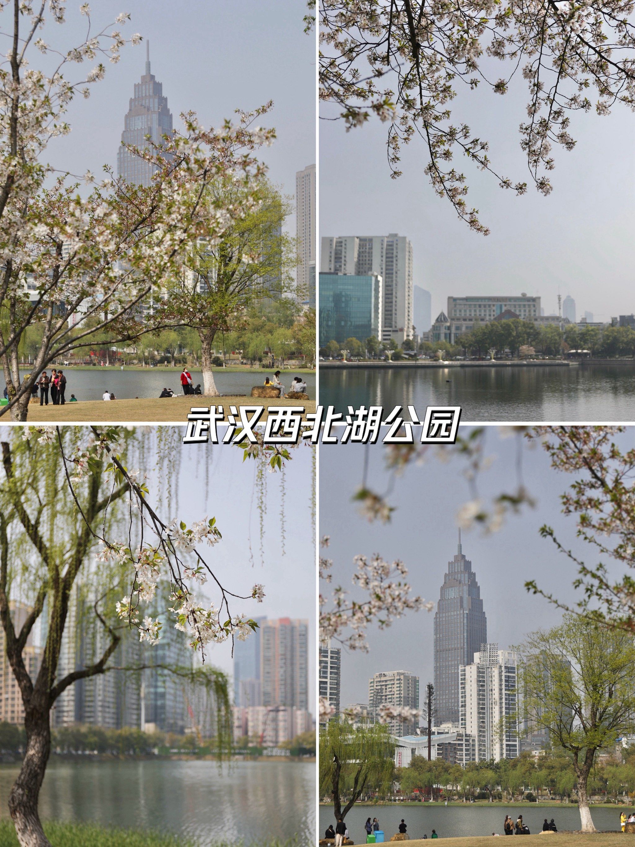 西北湖公园 武汉又一处赏樱之地 晚樱也开好了