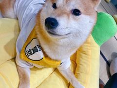 -逗柴咖啡屋·狗咖猫咖宠物桌游