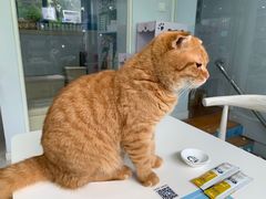 -喵的天空名猫咖啡馆·撸猫·猫舍·用品