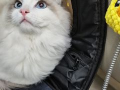 -爱侣宠医·鹦鹉专科·小型哺乳类·异宠专科(灵石路店)