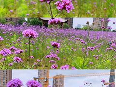 -杭州城北体育公园