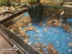 -亚马逊蒸汽活海鲜自助(LCM置汇旭辉广场店)