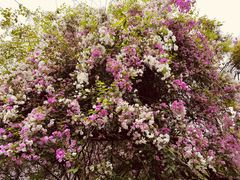 -深圳国际园林花卉博览园