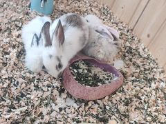 -海合安武汉极地海洋公园