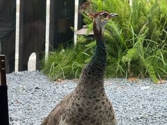 -J Create城市露营咖啡·简餐·宠物(上海动物园店)