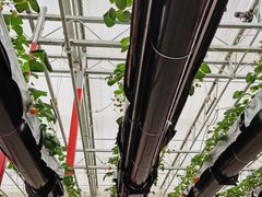 -建德果蔬乐园绪塘草莓基地