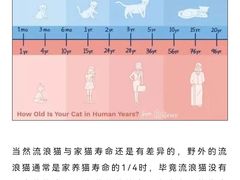 -瑞派申生动物医院·24H夜诊·国际动物医疗中心·骨外科(吴中路店)