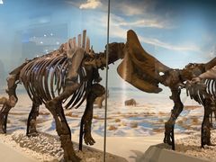 -国家自然博物馆