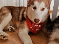 -Husky Go! 哈士奇体验馆·宠物咖啡厅狗咖