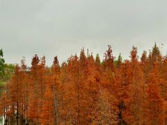 -白鹭湾湿地公园