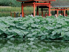 -龙头寺公园