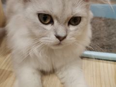 -屋虎猫馆(宝安大仟里店)