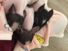 -浣熊柯尔鸭土拨鼠·电玩咖