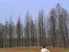 -黄海国家森林公园