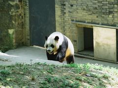 -都江堰中华大熊猫苑