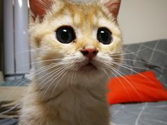 -猫大福·Fortune Cat猫舍(百子湾店)