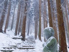 -武陵山森林公园