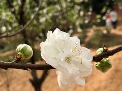 -南国桃园旅游度假区