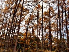 -黑龙江省森林植物园