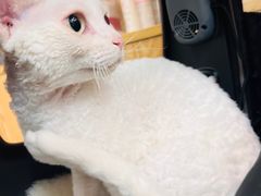 -中农大我爱我爱动物医院·核磁CT·猫病·24小时夜诊中心(石佛营店)