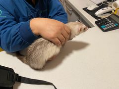 -瑞派·关忠动物医院·异宠专科·犬猫肿瘤·皮肤专科(望京店)