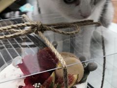 -小苍兰风铃草蛋糕甜品(沈阳店)