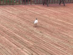 -班公湖
