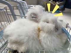 -怪兽屋·羊驼·猫咖·狗咖(俊华广场店)