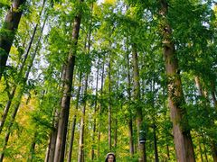 -黄海国家森林公园