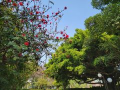 -荔香公园