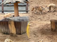 -深圳野生动物园
