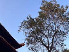 -深圳仙湖植物园
