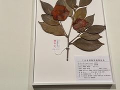 -广东省博物馆