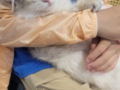 -琪喵猫屋·撸猫猫咖·猫舍