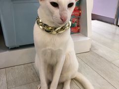 -喵的天空名猫咖啡馆·撸猫·猫舍·用品