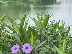 -洋湖国家湿地公园