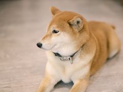 -小时光咖啡馆(北锣鼓巷店)