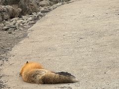 -宫城藏王狐狸村