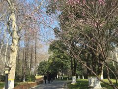-习家池