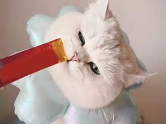 -欣宠猫屋·矮脚拿破仑·蓝金金渐层