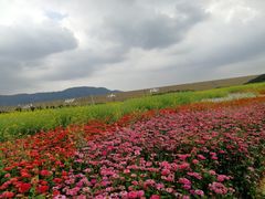 景点-光明小镇欢乐田园