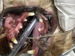 -博特宠物医院24h犬猫全科.骨科·异宠