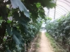 -马陆小张葡萄园农家乐