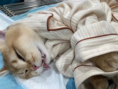 -荔康动物医院(康王北路店)