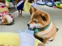 -逗柴咖啡屋·狗咖猫咖宠物桌游
